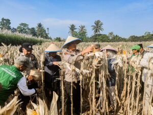 Panen Raya Jagung Serentak, Kapolres Malang : Bertani Itu Pekerjaan Produktif