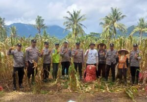 Polresta Banyuwangi Dorong Ketahanan Pangan, Bhabinkamtibmas Dampingi Panen Jagung di Glenmore
