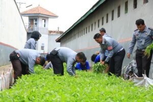 Maksimalkan Lahan Terbatas untuk Program Ketahanan Pangan, Lapas Banyuwangi Panen Kangkung