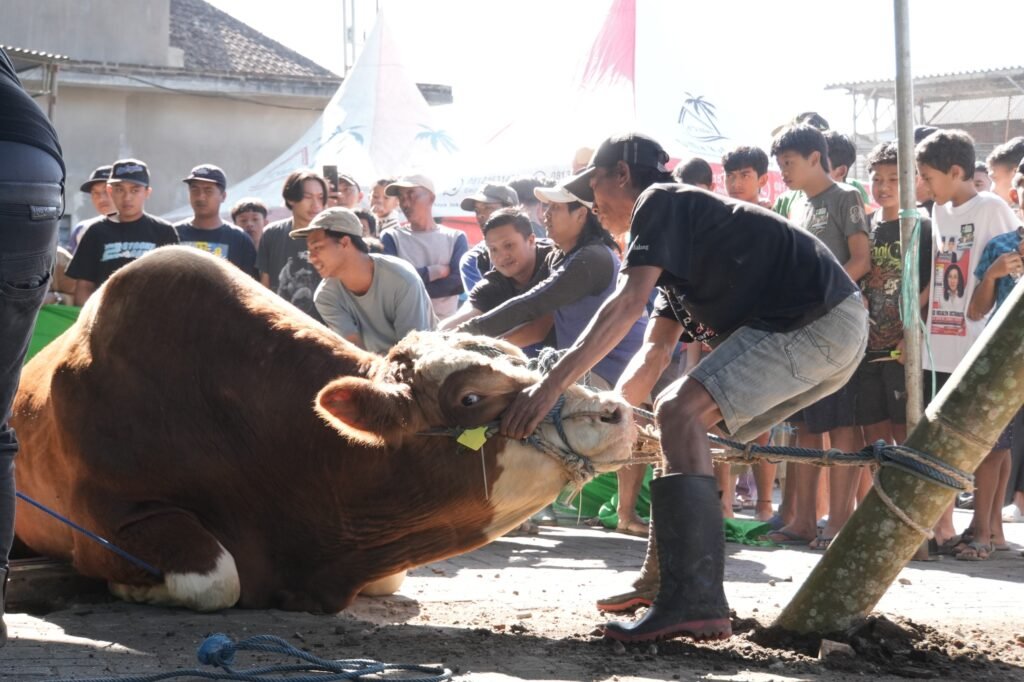 Kota Batu Terima Sapi Kurban 1 Ton dari Presiden, Semangat Berbagi dan Pemberdayaan Peternak Lokal