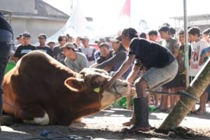 Kota Batu Terima Sapi Kurban 1 Ton dari Presiden, Semangat Berbagi dan Pemberdayaan Peternak Lokal