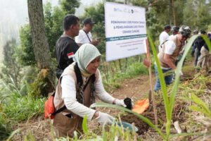 PLN UID Jatim Tanam 3.000 Pohon Cemara untuk Lestarikan Ekosistem Gunung Bromo