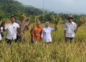 Wakil Bupati Malang Hadiri Panen Padi Riset UM, Ajak Petani Bertransformasi ke Pertanian Ramah Lingkungan