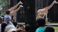 DPRD DKI Jakarta, Dukung Taman Marga Satwa Ragunan dibuka hingga Malam Hari