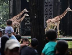 DPRD DKI Jakarta, Dukung Taman Marga Satwa Ragunan dibuka hingga Malam Hari