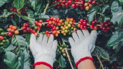 Manfaat dan Dampak Buruk Kopi, Minuman yang Penuh Kontroversi