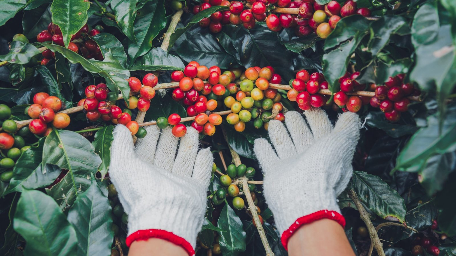Manfaat dan Dampak Buruk Kopi, Minuman yang Penuh Kontroversi