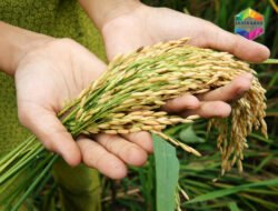 Hari Pangan Sedunia, Ketika Harapan Gizi Bersih Diwarnai Duka Korban Keracunan MBG 