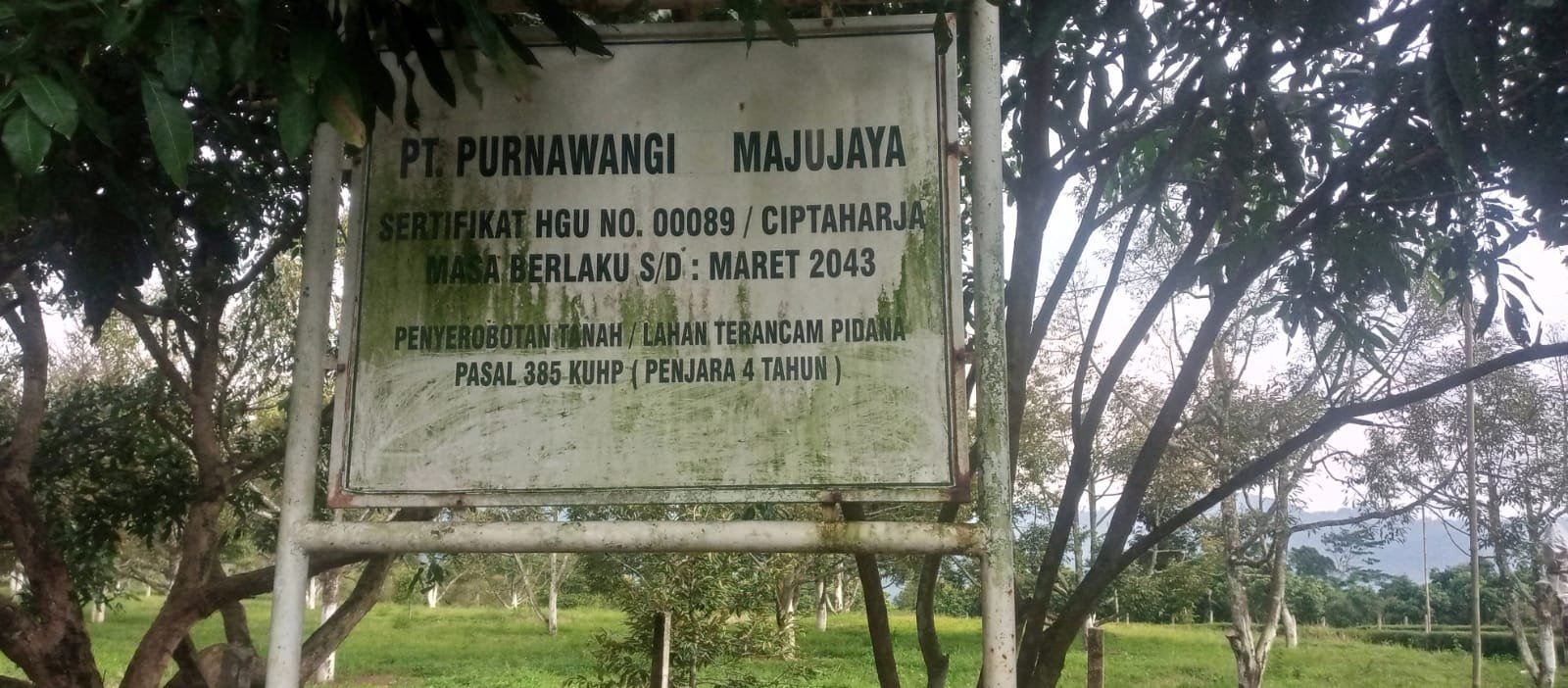 Dugaan Penyerobotan Tanah Desa oleh Perkebunan Purnawangi, Camat Cipatat Angkat Bicara