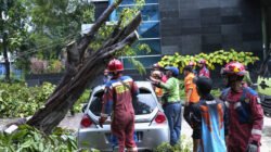 Dua Pohon Tumbang di Kantor WaliKota Jakut Berhasil Dievakuasi