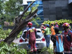Dua Pohon Tumbang di Kantor WaliKota Jakut Berhasil Dievakuasi