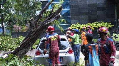 Dua Pohon Tumbang di Kantor WaliKota Jakut Berhasil Dievakuasi