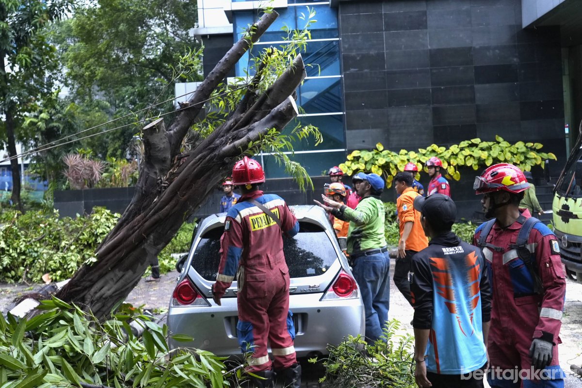 Dua Pohon Tumbang di Kantor WaliKota Jakut Berhasil Dievakuasi