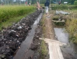 Adanya Program P3-TGAI, Kelompok P3A Mitra Air Taringgul Desa Cisaruni Berharap Hasil Panen Berlimpah Ruah