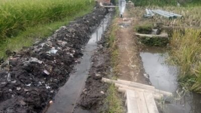 Adanya Program P3-TGAI, Kelompok P3A Mitra Air Taringgul Desa Cisaruni Berharap Hasil Panen Berlimpah Ruah