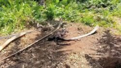 Sesosok Jasad Pria Ditemukan Membusuk di Kinali, Identitas Belum Diketahui