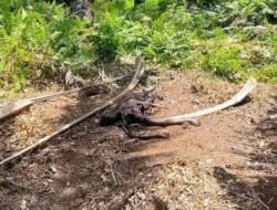 Sesosok Jasad Pria Ditemukan Membusuk di Kinali, Identitas Belum Diketahui