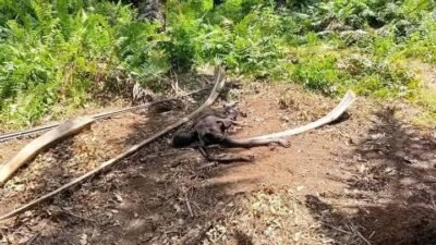 Sesosok Jasad Pria Ditemukan Membusuk di Kinali, Identitas Belum Diketahui