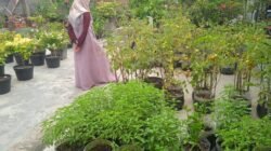 Teras Belakang Disulap Jadi Kebun Mini, Suratman Wujudkan Ketahanan Pangan dari Rumah Sendiri