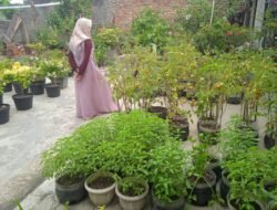 Teras Belakang Disulap Jadi Kebun Mini, Suratman Wujudkan Ketahanan Pangan dari Rumah Sendiri