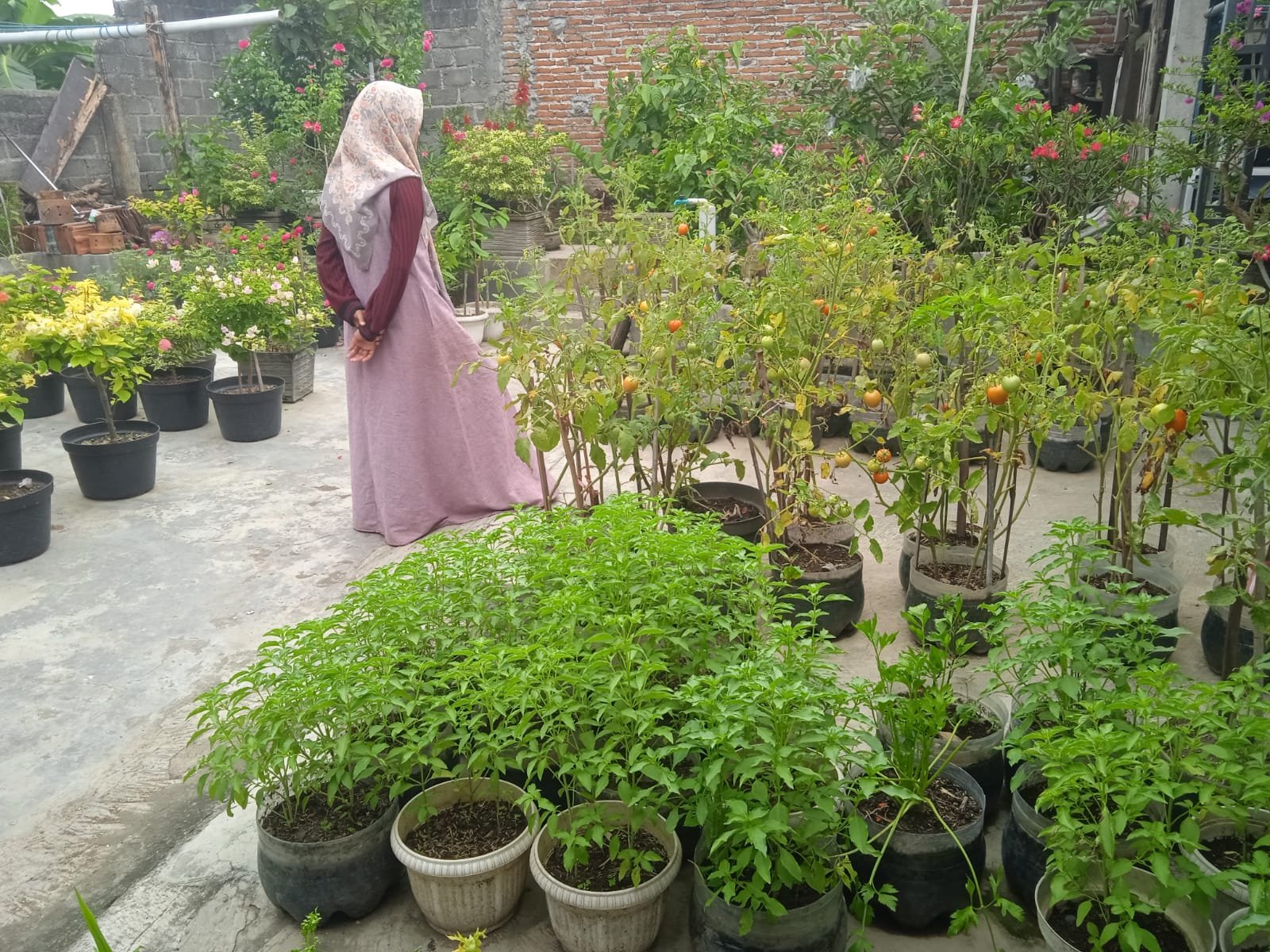 Teras Belakang Disulap Jadi Kebun Mini, Suratman Wujudkan Ketahanan Pangan dari Rumah Sendiri