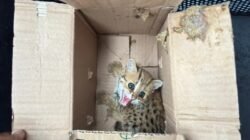 KEMENHUT GAGALKAN PERDAGANGAN SATWA DILINDUNGI DI MAGELANG, DUA PELAKU DIAMANKAN