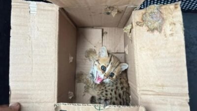 KEMENHUT GAGALKAN PERDAGANGAN SATWA DILINDUNGI DI MAGELANG, DUA PELAKU DIAMANKAN