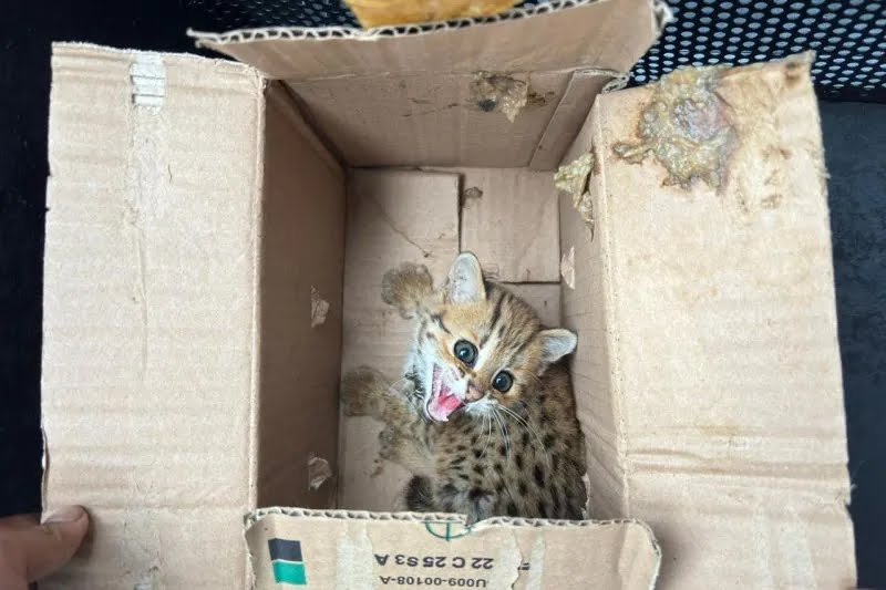 KEMENHUT GAGALKAN PERDAGANGAN SATWA DILINDUNGI DI MAGELANG, DUA PELAKU DIAMANKAN