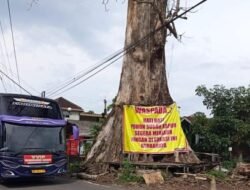 RANDU ALAS LEGENDARIS TUKSONGO BERUSIA 250 TAHUN RESMI DITEBANG, DISULAP JADI MONUMEN IKON DESA