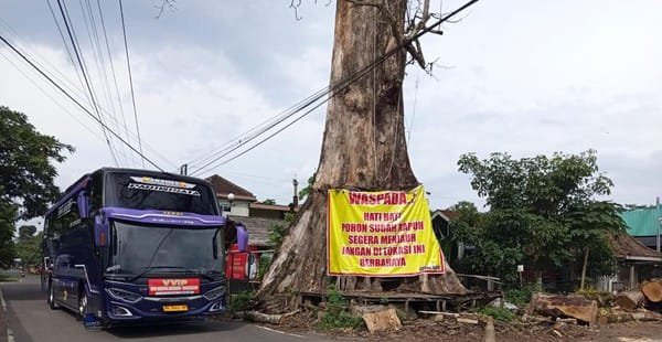 RANDU ALAS LEGENDARIS TUKSONGO BERUSIA 250 TAHUN RESMI DITEBANG, DISULAP JADI MONUMEN IKON DESA
