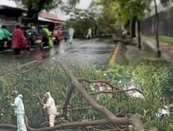 AKIBAT HUJAN DERAS DAN ANGIN KENCANG POHON DI MUNTILAN TUMBANG SEMPAT LUMPUHKAN JL MAGELANG – JOGJA