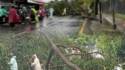 AKIBAT HUJAN DERAS DAN ANGIN KENCANG POHON DI MUNTILAN TUMBANG SEMPAT LUMPUHKAN JL MAGELANG – JOGJA