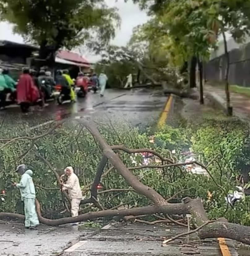 AKIBAT HUJAN DERAS DAN ANGIN KENCANG POHON DI MUNTILAN TUMBANG SEMPAT LUMPUHKAN JL MAGELANG - JOGJA