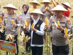 Panen Raya Jagung di Kedensari, Sidoarjo Perkuat Barisan Ketahanan Pangan Nasional