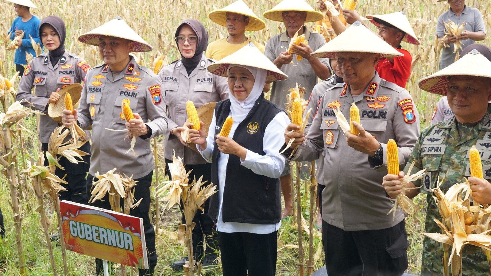 Panen Raya Jagung di Kedensari, Sidoarjo Perkuat Barisan Ketahanan Pangan Nasional