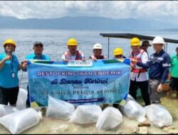 Bupati Kerinci dan PT KMH Tebar Benih Ikan di Danau Kerinci, Jaga Ekosistim