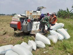 Babinsa Pulasaren Tetap Semangat Dampingi Panen Padi Meski Berpuasa di Bawah Terik Matahari