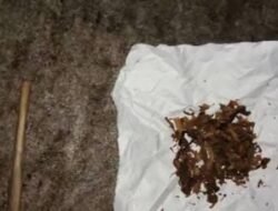 Tembakau Sintetis “Sinte/Gorila”: Narkotika Berbahaya yang Mengancam Generasi Muda