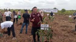 Wabup Muslimin Tanja Pimpin Gerakan Penanaman Serentak di Hutan Desa KKD, Komitmen Jaga Kelestarian Lingkungan