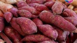 Manfaat Ubi untuk Kesehatan, Superfood Lokal yang Sering Diremehkan