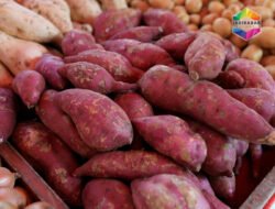 Manfaat Ubi untuk Kesehatan, Superfood Lokal yang Sering Diremehkan