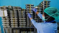 Mobil Boks Program MBG Ugal-ugalan di Magelang ternyata Asal Sragen, Polisi Ungkap Identitas Pengemudi dan Beri Sanksi