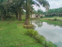 Sungai yang Dikepung Kebun: Ketika DAS Serbelawan Ditanami Karet dan Sawit