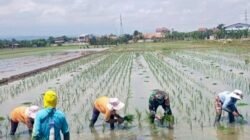 Babinsa Turun ke Sawah Dampingi Petani Tanam Padi Musim Kedua