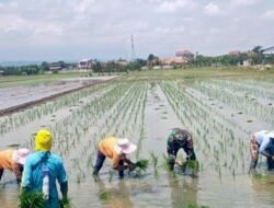 Babinsa Turun ke Sawah Dampingi Petani Tanam Padi Musim Kedua