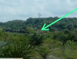 Dugaan PETI di Sungai Lintang Pulau Komang Kian Menguat, Publik Desak Aparat Lakukan Penelusuran