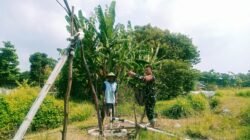 Babinsa Pekalipan Turun ke Sawah, Dukung Ketahanan Pangan Nasional