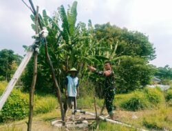 Babinsa Pekalipan Turun ke Sawah, Dukung Ketahanan Pangan Nasional