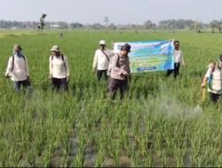 Dinas Pertanian Lamongan Inisiasi Gerakan Pengendalian Hama, Mas Bhabin Sidomukti Turun Langsunh  Ke sawah