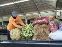 Harga Sayur Ngegas–Ngedrop di Musim Hujan, Kembang Kol Tiba-Tiba Mahal! Ini Kata Pedagang dan Kepala Pasar